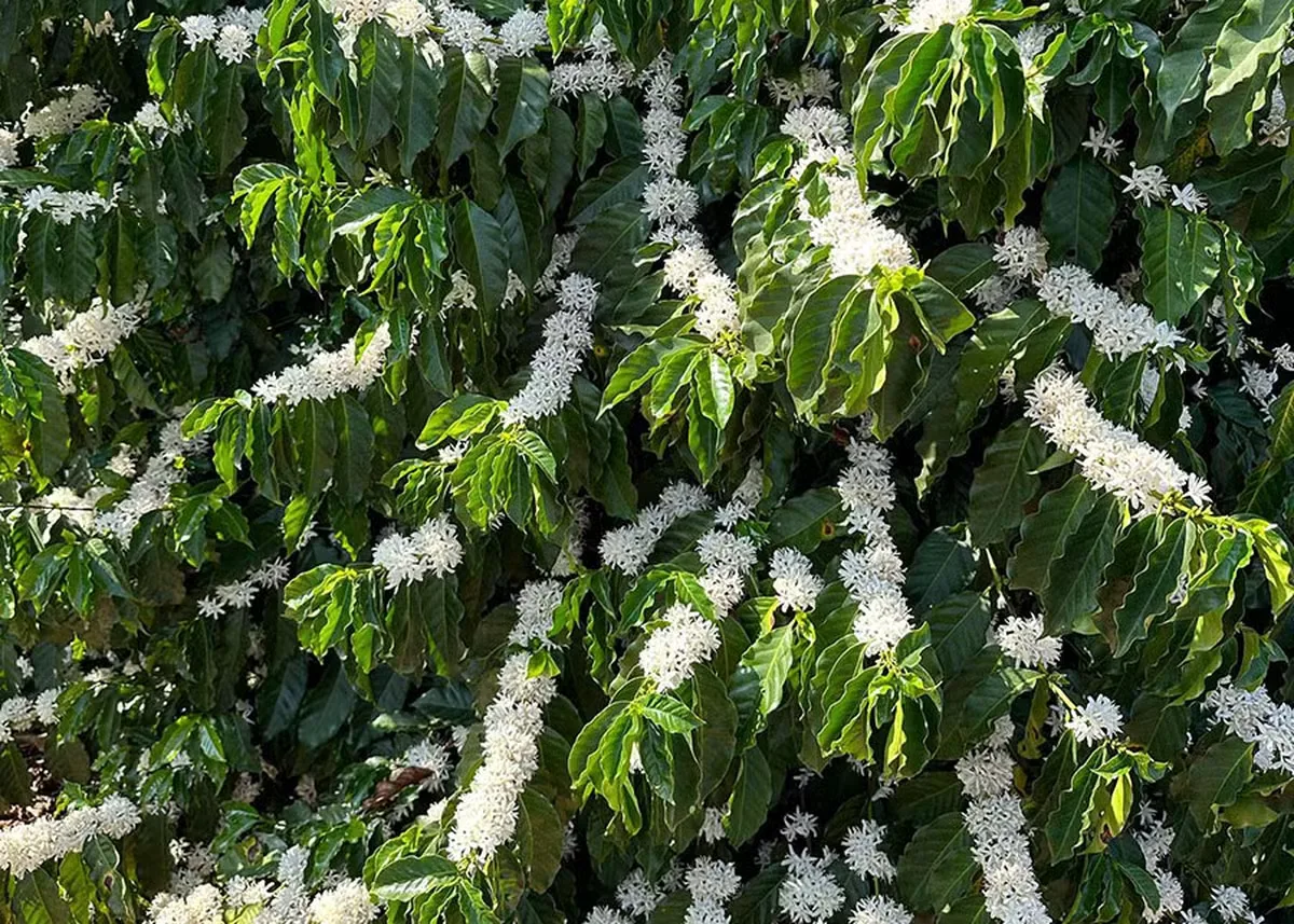 Chuvas de setembro ajudam floradas do café na safra 2027/28
