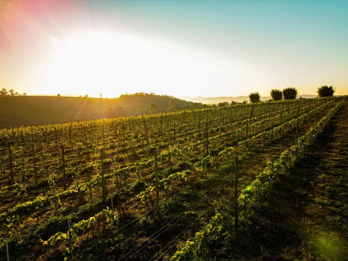 Serra do Japi amplia rota de vinhos com 15 municípios paulistas