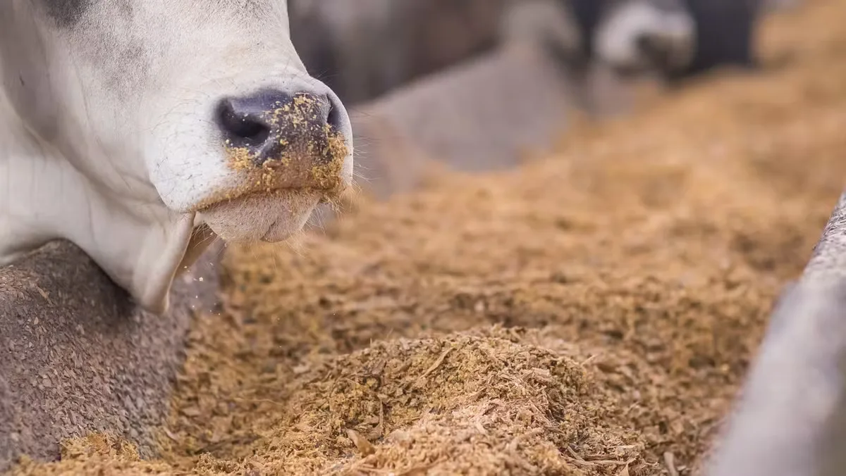 Novos ingredientes ampliam alternativas para a ração animal no Brasil