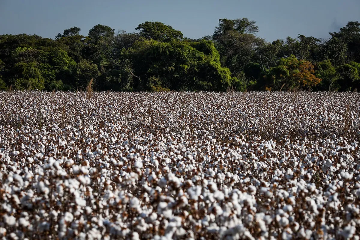 Brasil deve colher mais algodão mesmo com redução da área em 2025/26