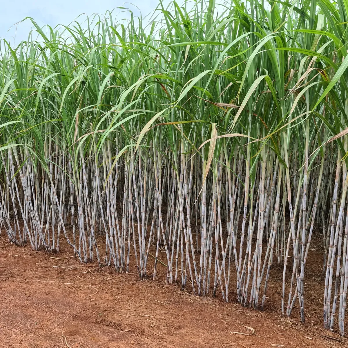 BrasilAgro registra prejuízo no trimestre e reduz área plantada na próxima safra