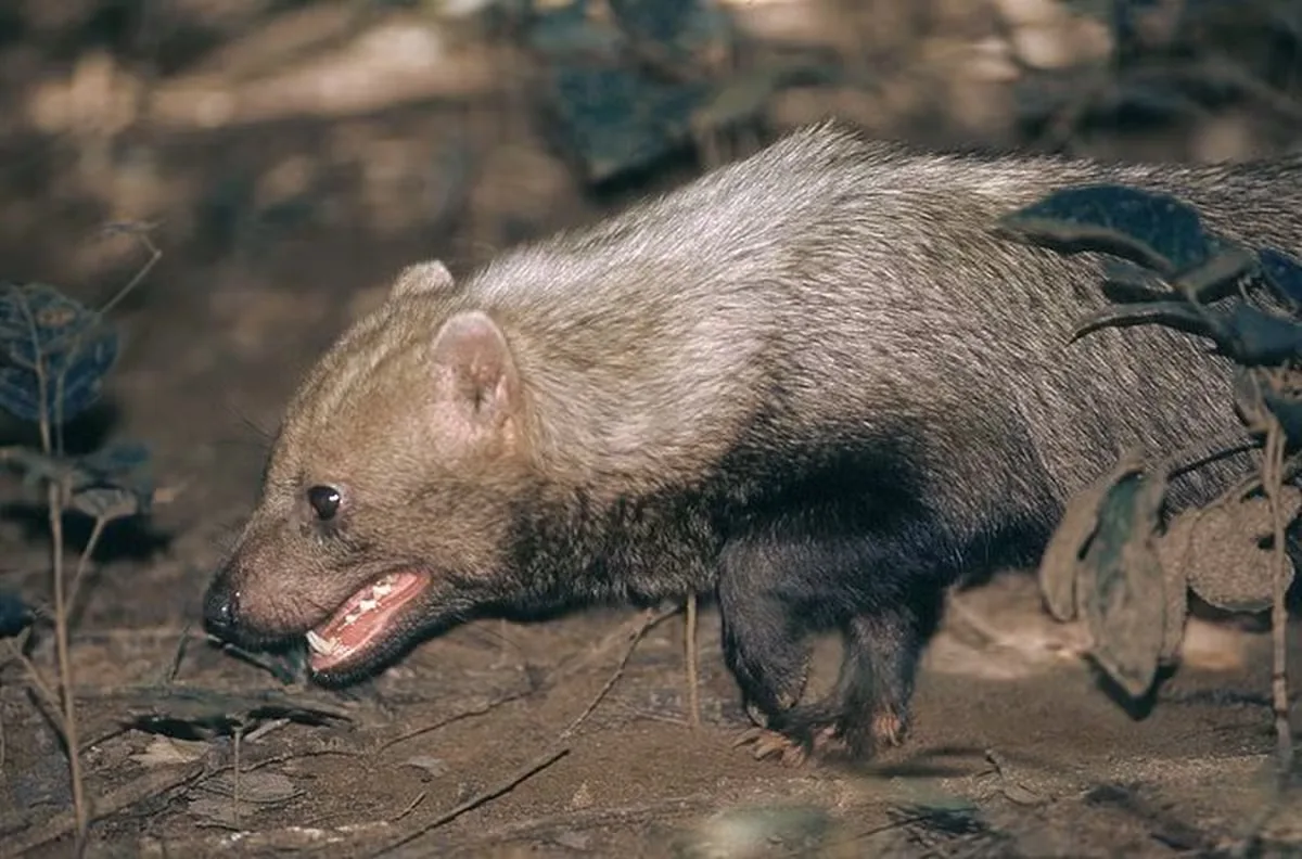 Câmeras e estudos confirmam cachorro-vinagre em reservas de Mato Grosso