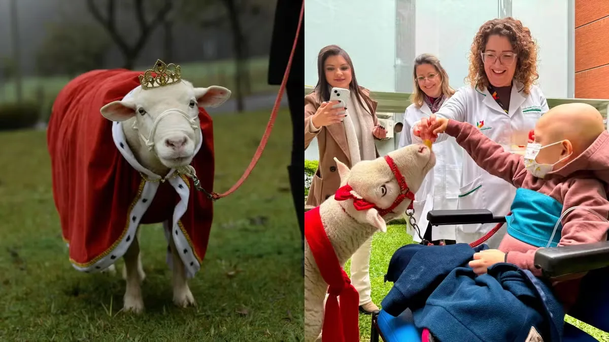 Ovelha Chanel morre após parada cardíaca durante atendimento veterinário