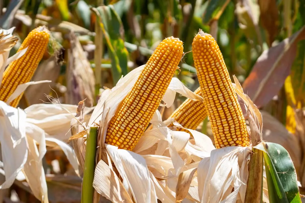 Vylor e Rainbow Crops vão desenvolver milho com inteligência artificial