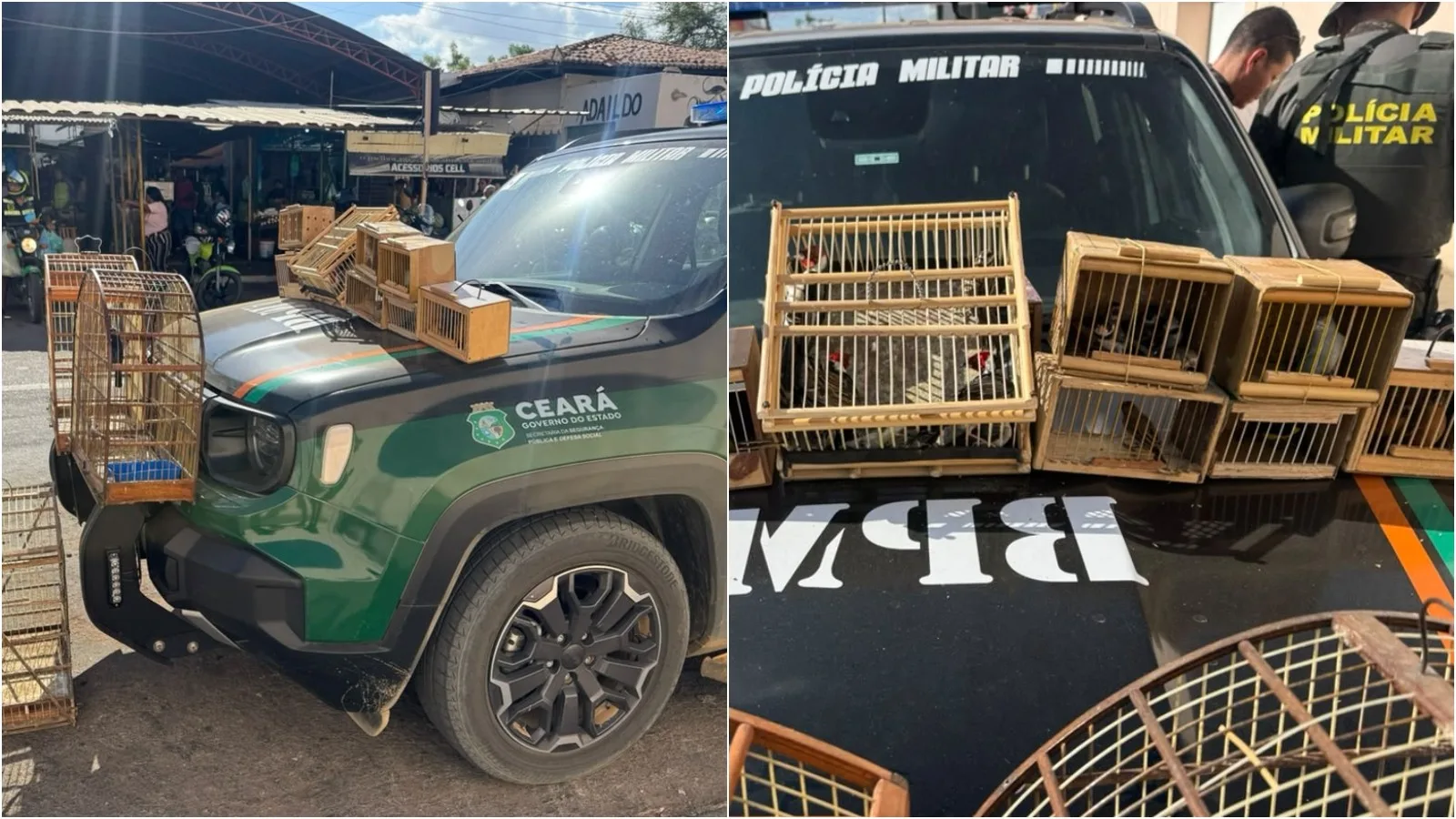 Aves apreendidas em Barbalha são levadas para triagem antes de possível soltura