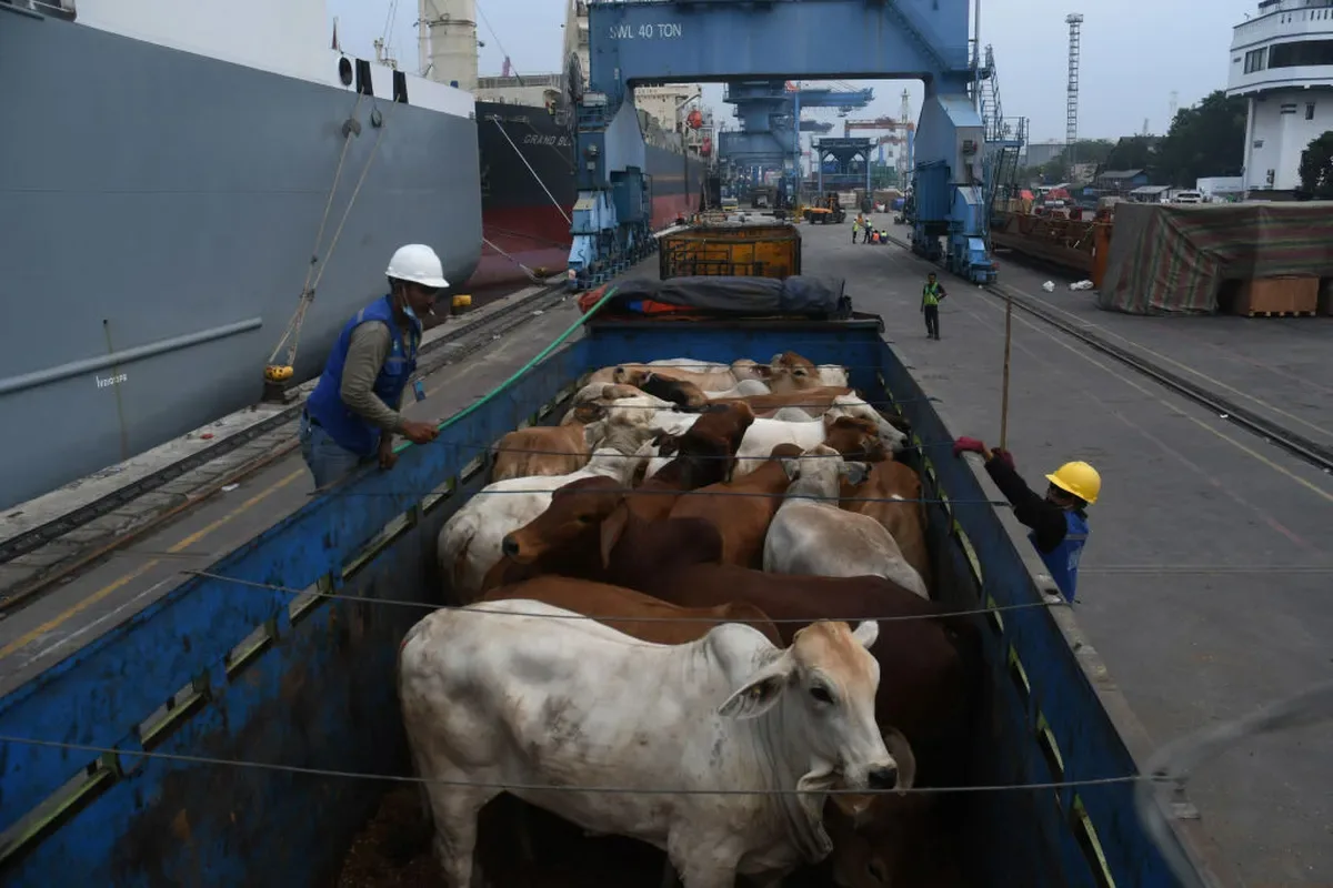 Brasil embarca 171 mil bovinos vivos em agosto, maior volume para o mês