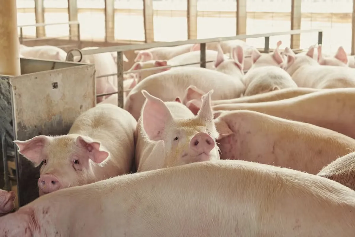 Cepea aponta alta de 0,40% no suíno vivo de Minas em setembro