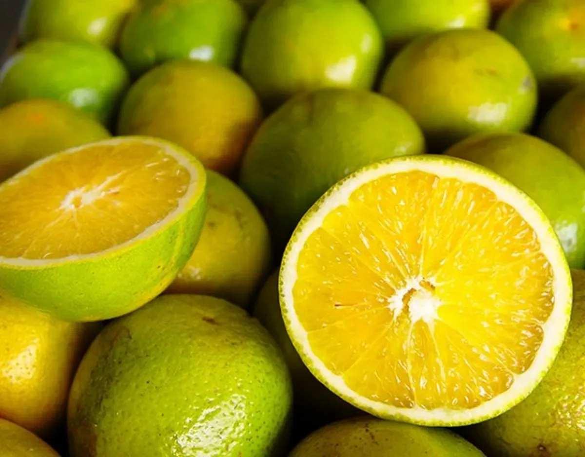 Laranja de mesa recua e fica abaixo da cotação para a indústria
