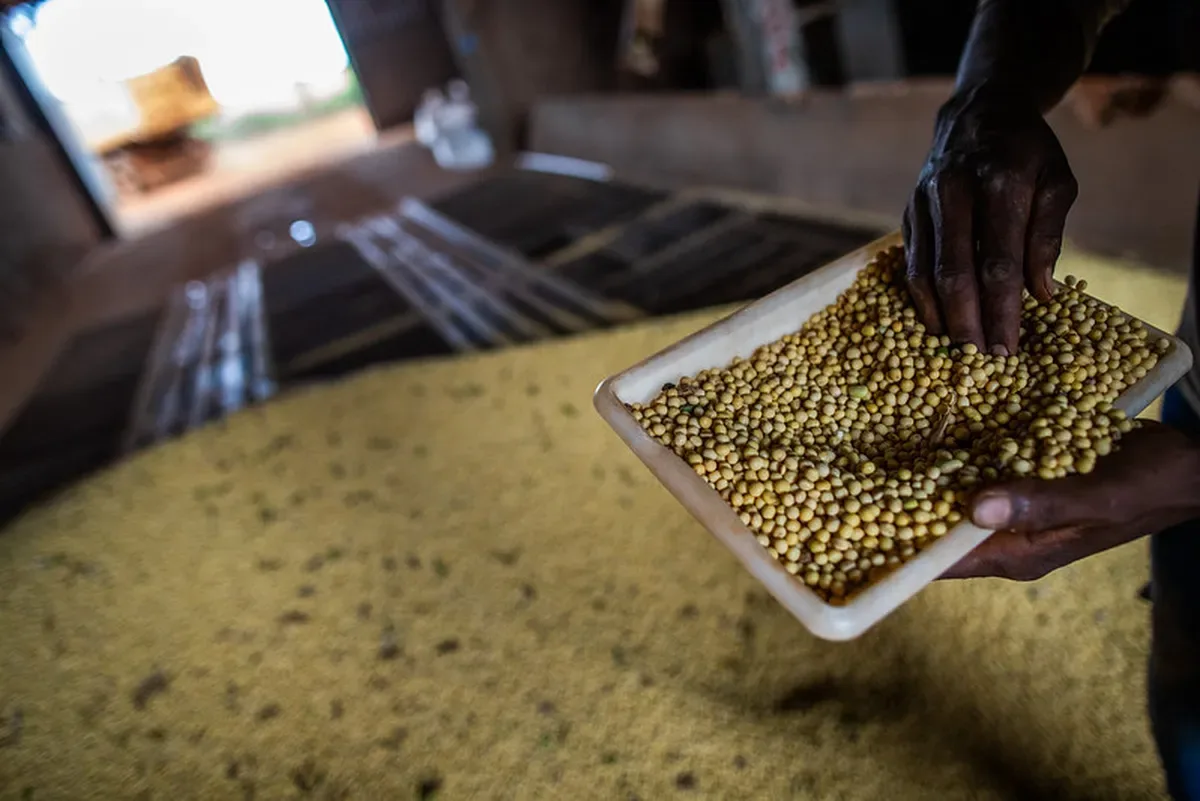 Economista recomenda venda parcial da soja diante da virada no ciclo agrícola