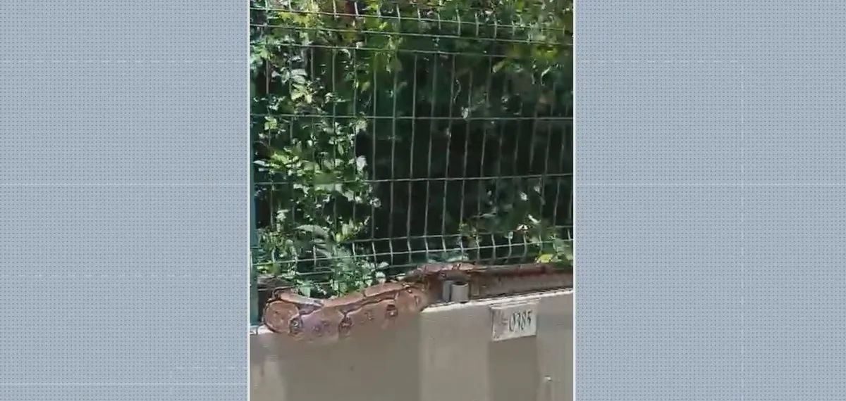 Jiboia de cerca de dois metros é encontrada em condomínio no Recife